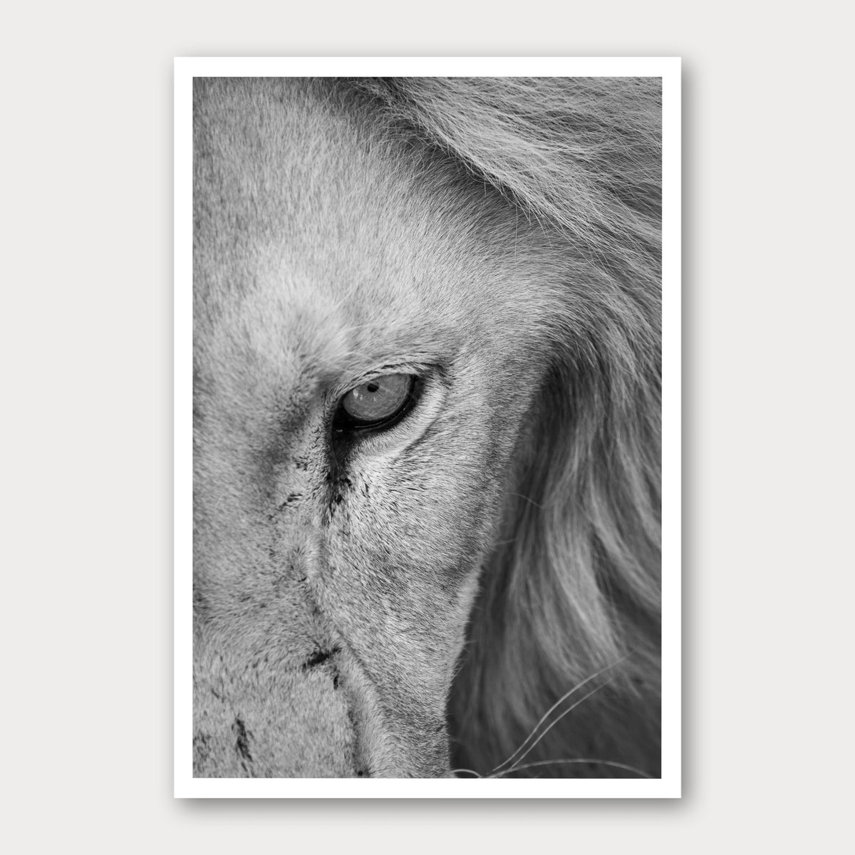 A black and white photographic print of Scar Face, framed with a white border and shown against a light gray background.