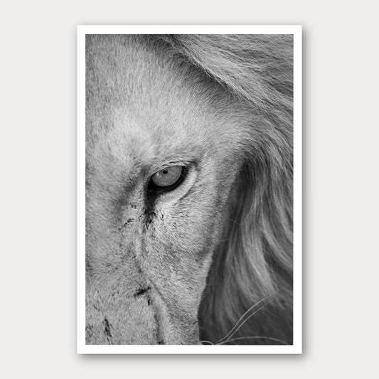 A black and white photographic print of Scar Face, framed with a white border and shown against a light gray background.