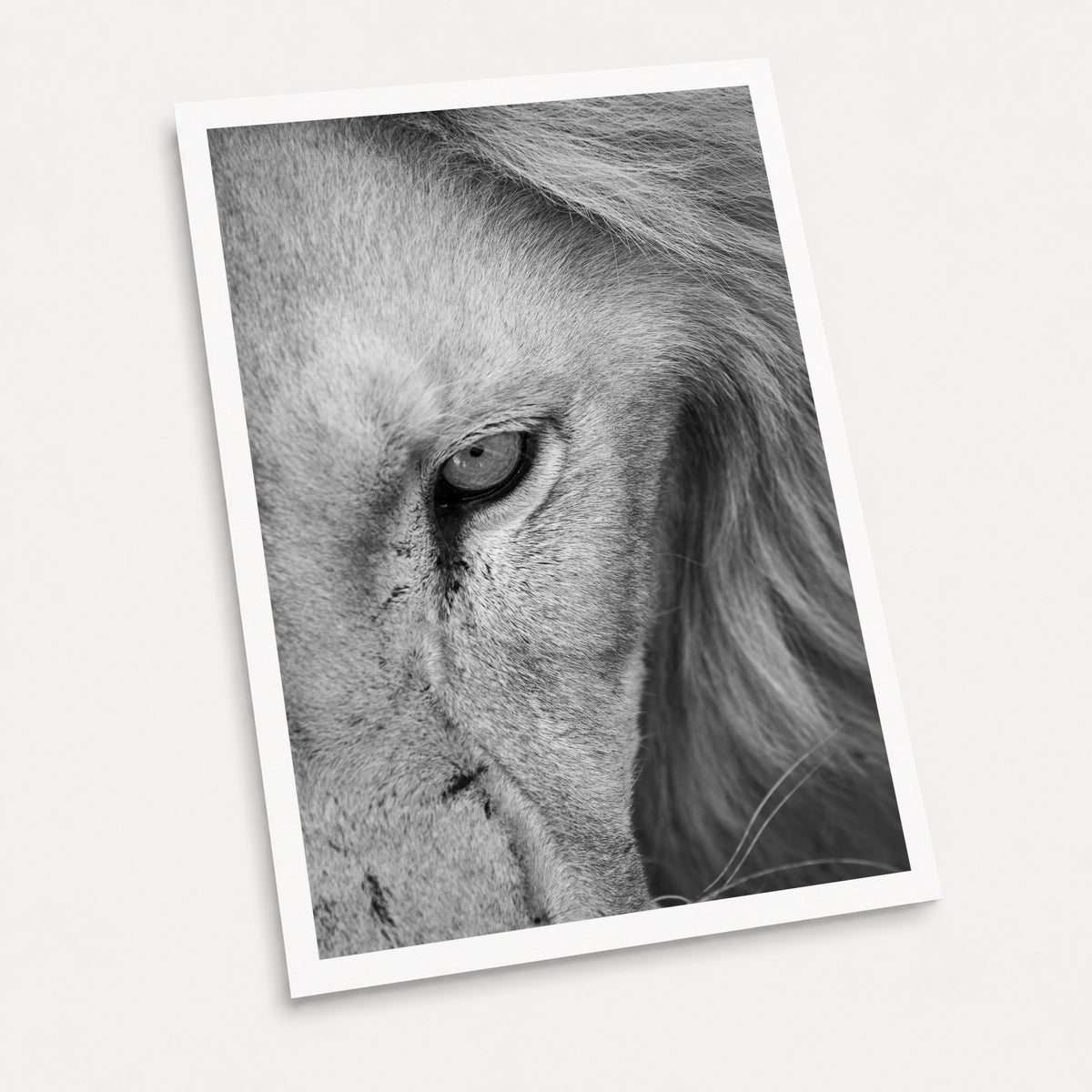 A black and white photographic art print of Scar Face, displayed at an angle on a light gray background.