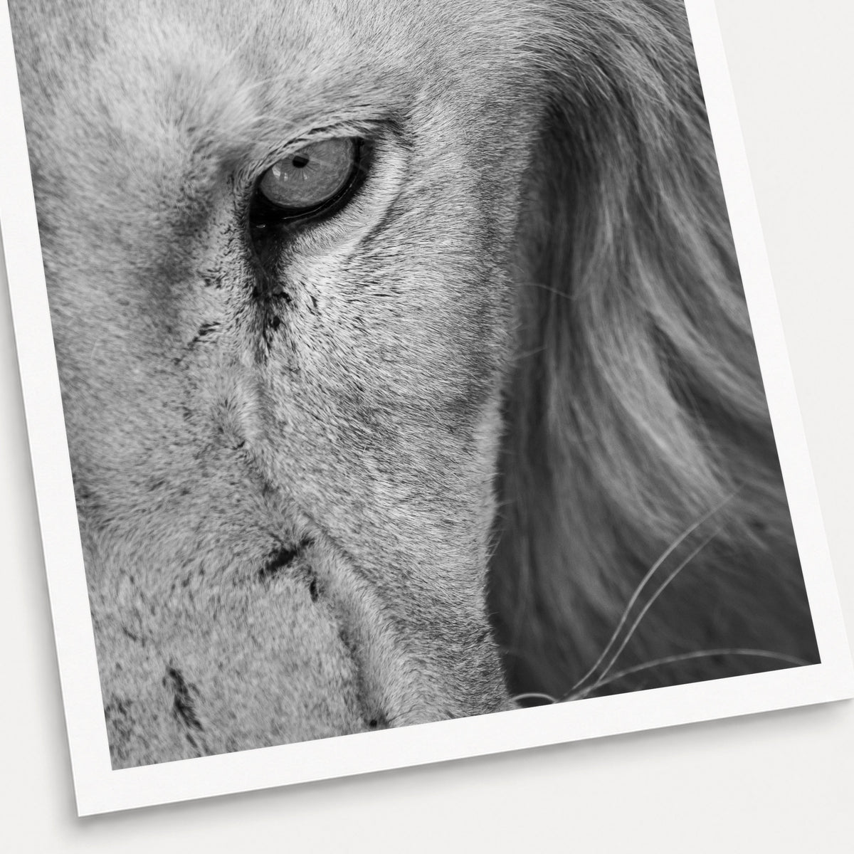 A black and white photographic print of Scar Face, shown with a white border and angled presentation on a light background.