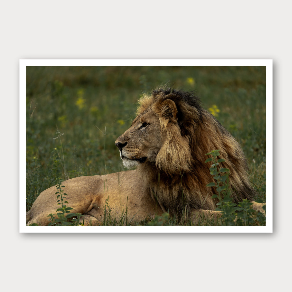 A photographic print of Sentinel, framed with a white border and shown against a light gray background.