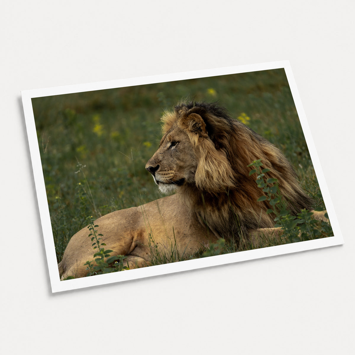 A photographic art print of Sentinel, displayed at an angle on a light gray background.