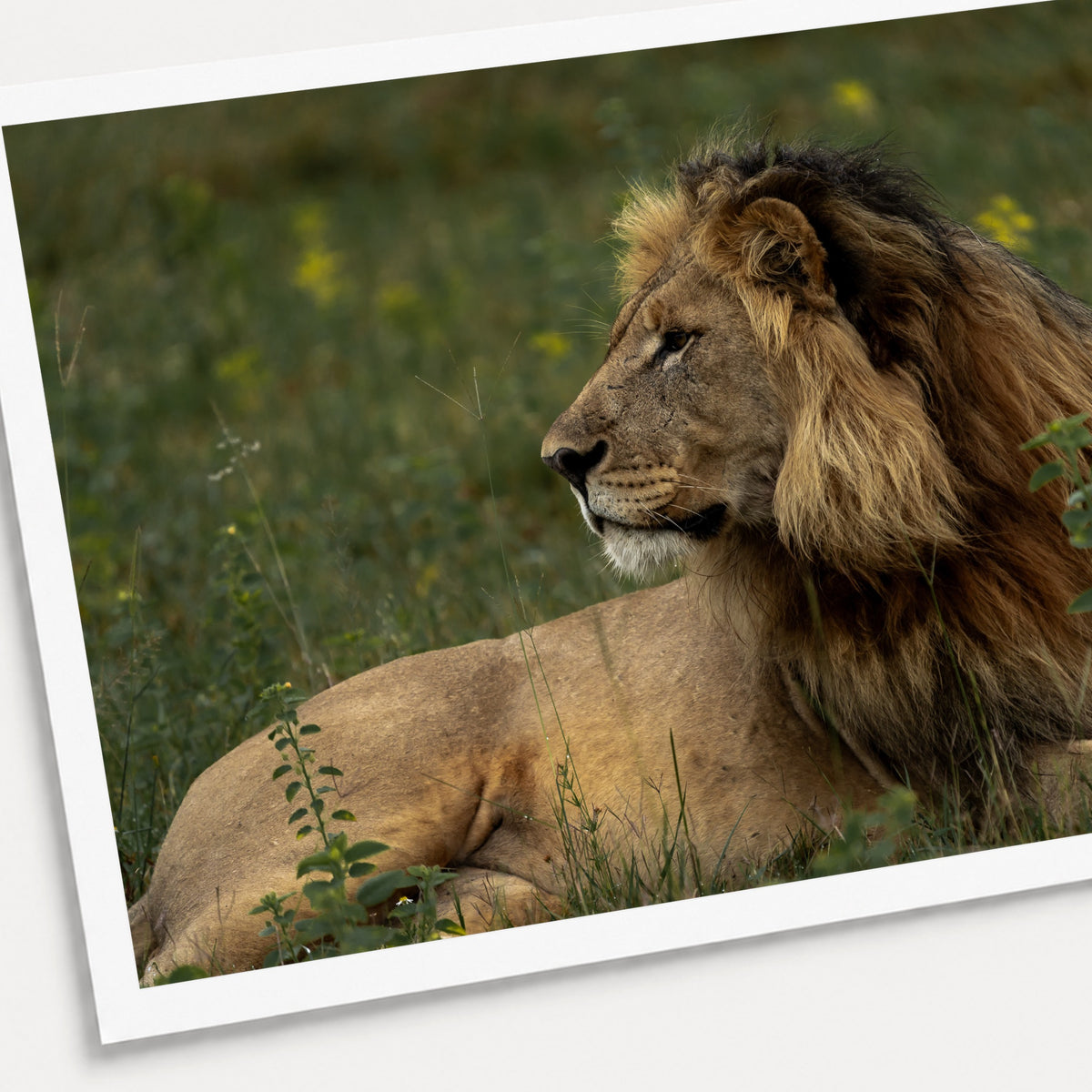 A photographic print of Sentinel, shown with a white border and angled presentation on a light background.