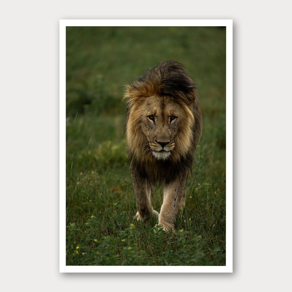 A photographic print of The Approach, framed with a white border and shown against a light gray background.