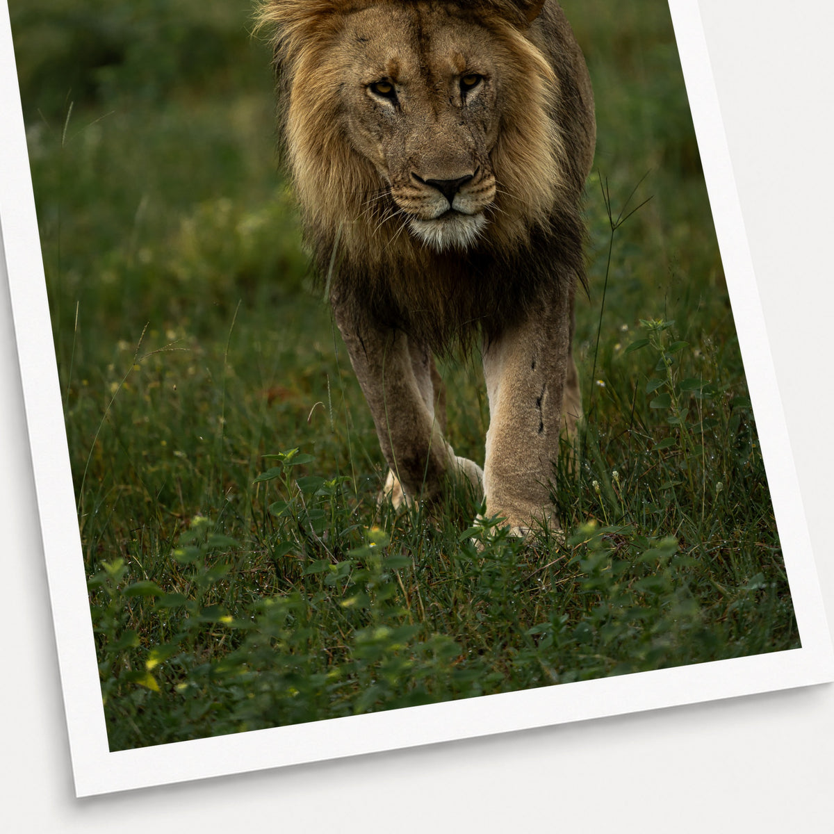 A photographic print of The Approach, shown with a white border and angled presentation on a light background.