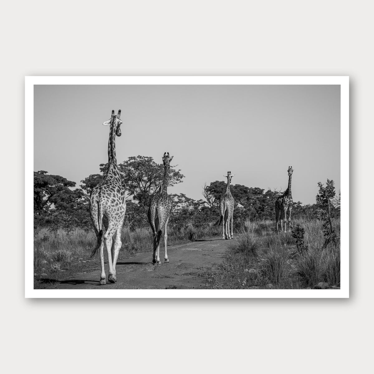 A black and white photographic print of The Giraffe Parade, framed with a white border and shown against a light gray background.