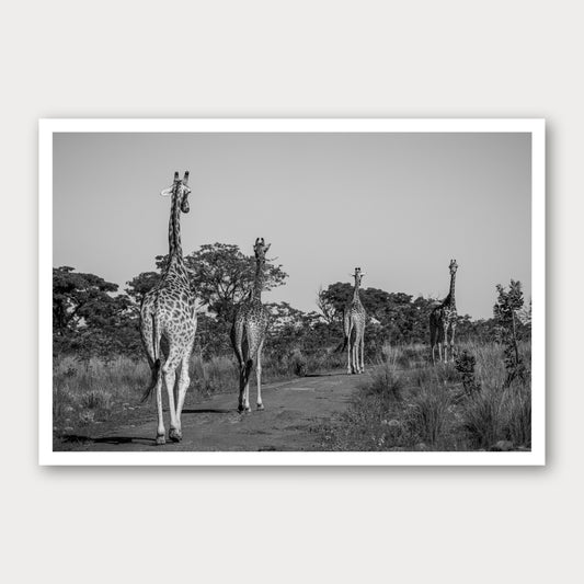 A black and white photographic print of The Giraffe Parade, framed with a white border and shown against a light gray background.