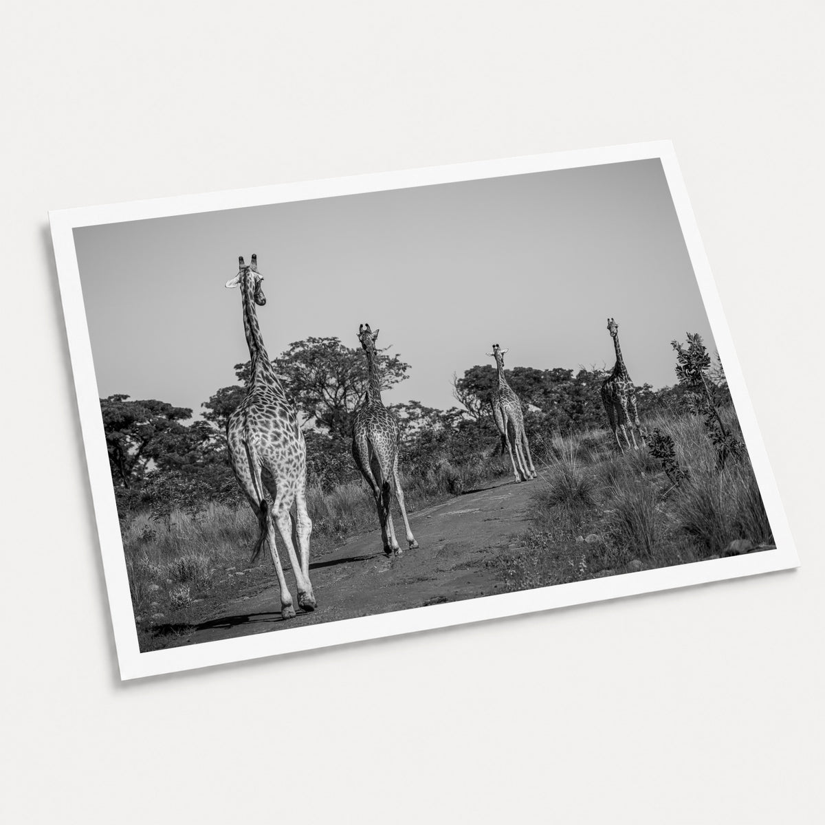 A black and white photographic art print of The Giraffe Parade, displayed at an angle on a light gray background.