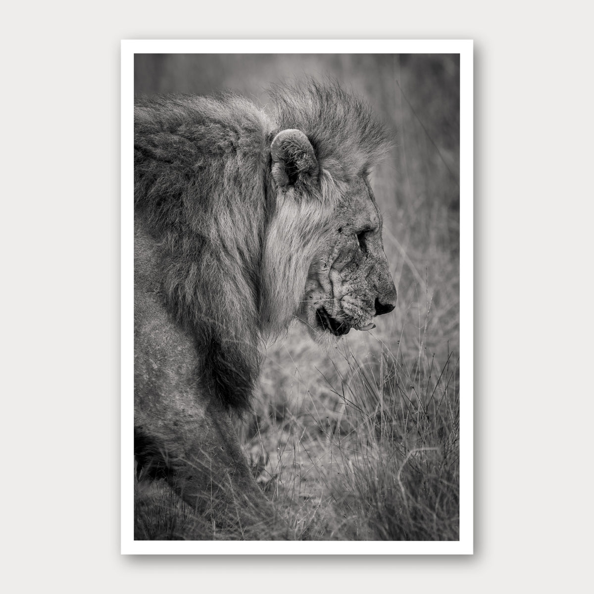 A black and white photographic print of The Lion King, framed with a white border and shown against a light gray background.