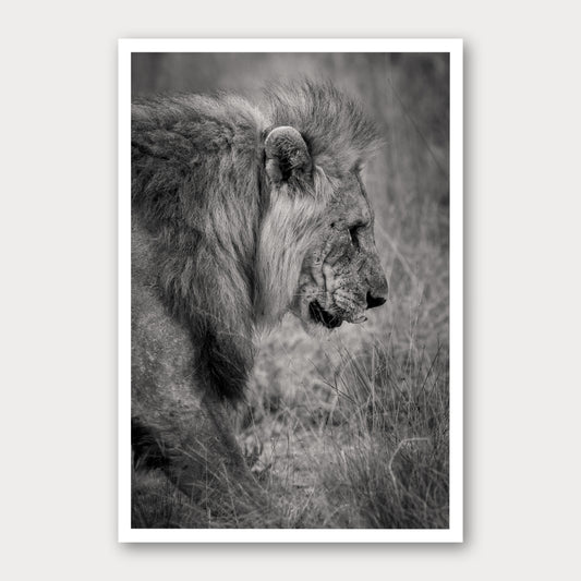 A black and white photographic print of The Lion King, framed with a white border and shown against a light gray background.