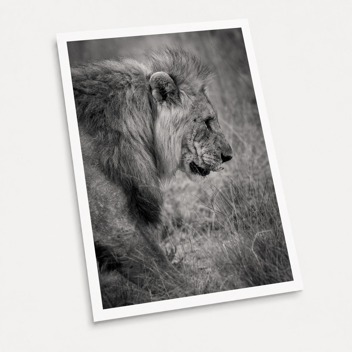 A black and white photographic art print of The Lion King, displayed at an angle on a light gray background.