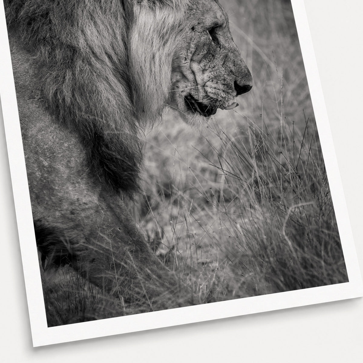 A black and white photographic print of The Lion King, shown with a white border and angled presentation on a light background.