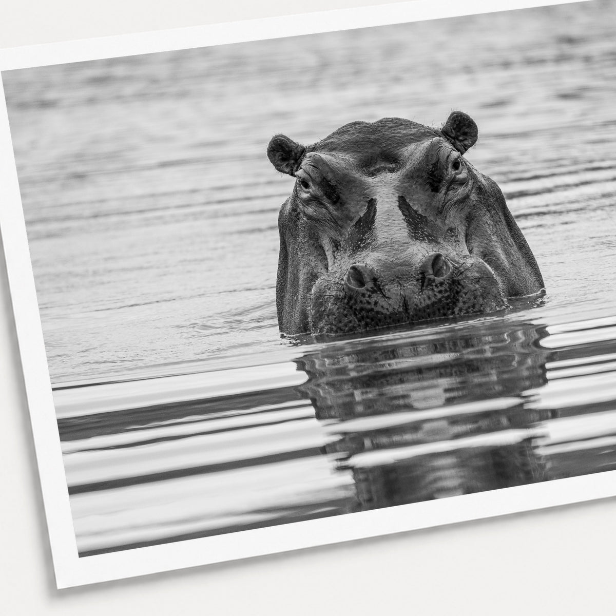 A black and white photographic print of The Watcher, shown with a white border and angled presentation on a light background.