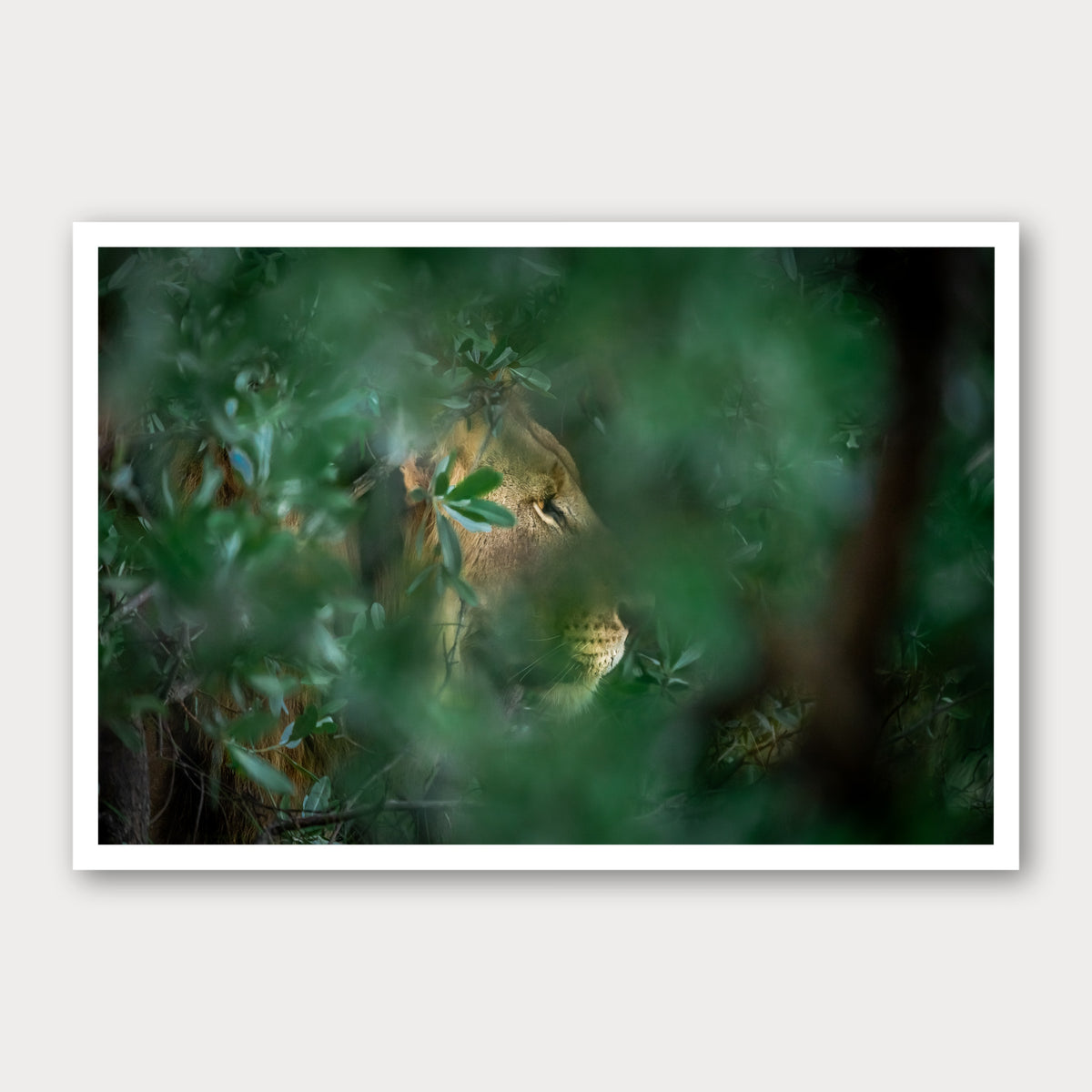 A photographic print of Through the Leaves, framed with a white border and shown against a light gray background.