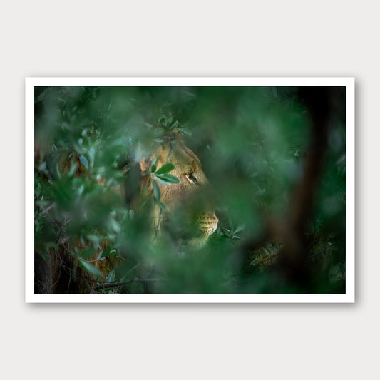 A photographic print of Through the Leaves, framed with a white border and shown against a light gray background.