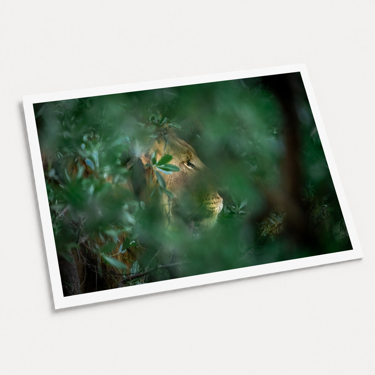 A photographic art print of Through the Leaves, displayed at an angle on a light gray background.