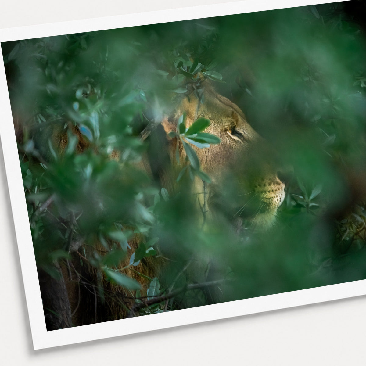 A photographic print of Through the Leaves, shown with a white border and angled presentation on a light background.