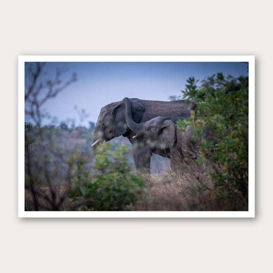 A photographic print of Trunk Embrace, framed with a white border and shown against a light gray background.