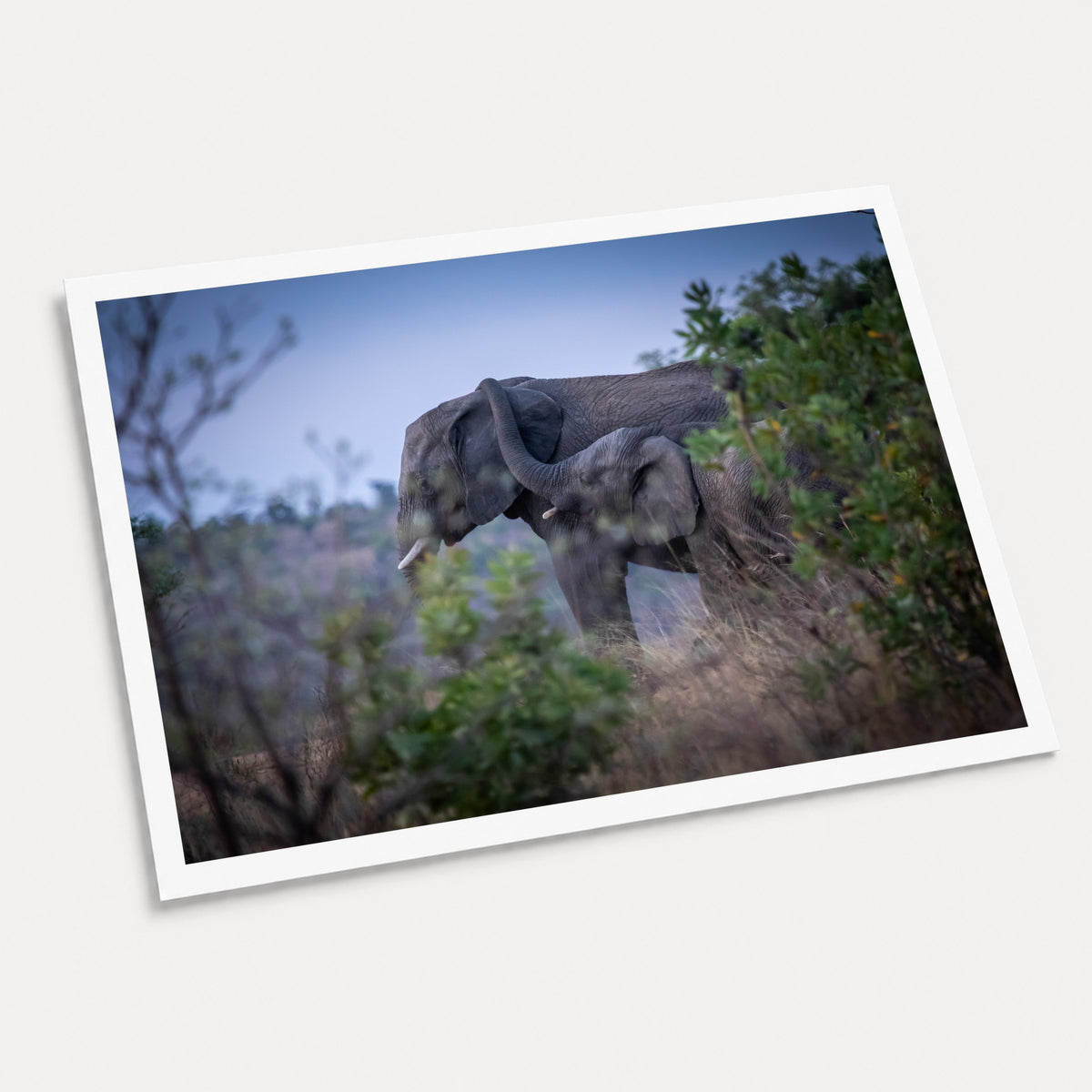 A photographic art print of Trunk Embrace, displayed at an angle on a light gray background.