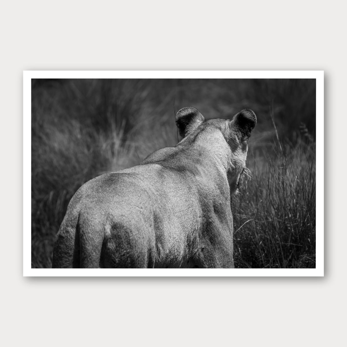 A black and white photographic print of Vanishing Act, framed with a white border and shown against a light gray background.