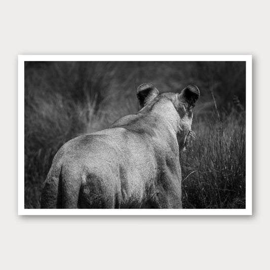 A black and white photographic print of Vanishing Act, framed with a white border and shown against a light gray background.