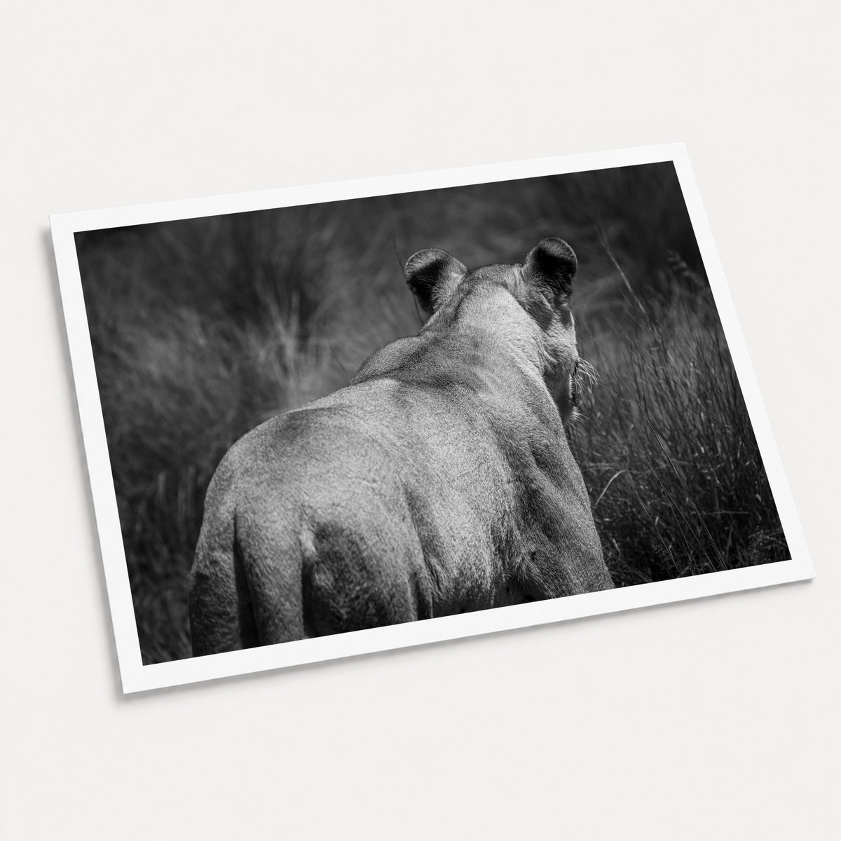 A black and white photographic art print of Vanishing Act, displayed at an angle on a light gray background.