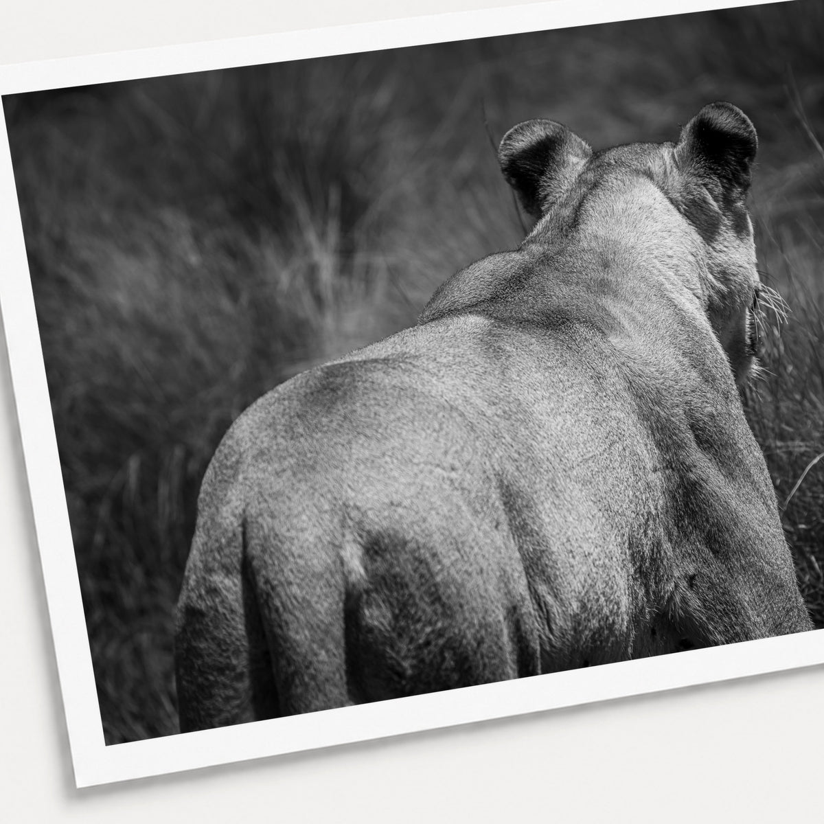 A black and white photographic print of Vanishing Act, shown with a white border and angled presentation on a light background.