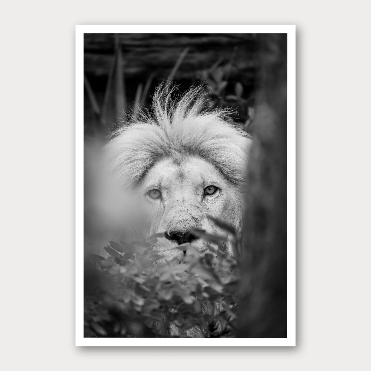 A black and white photographic print of Watching, framed with a white border and shown against a light gray background.