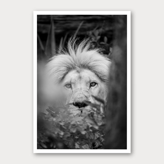 A black and white photographic print of Watching, framed with a white border and shown against a light gray background.