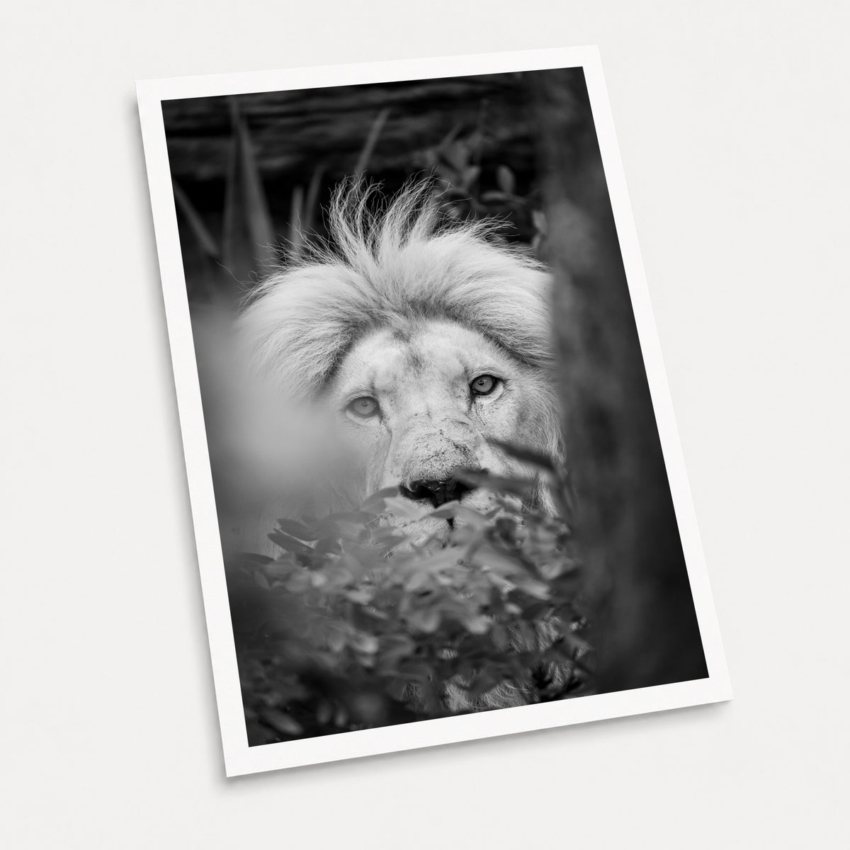 A black and white photographic art print of Watching, displayed at an angle on a light gray background.