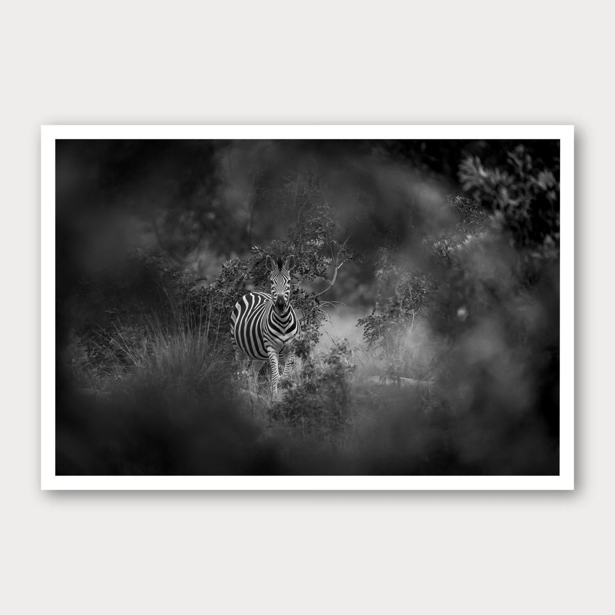 A black and white photographic print of Zebra in the Mist, framed with a white border and shown against a light gray background.
