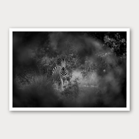 A black and white photographic print of Zebra in the Mist, framed with a white border and shown against a light gray background.