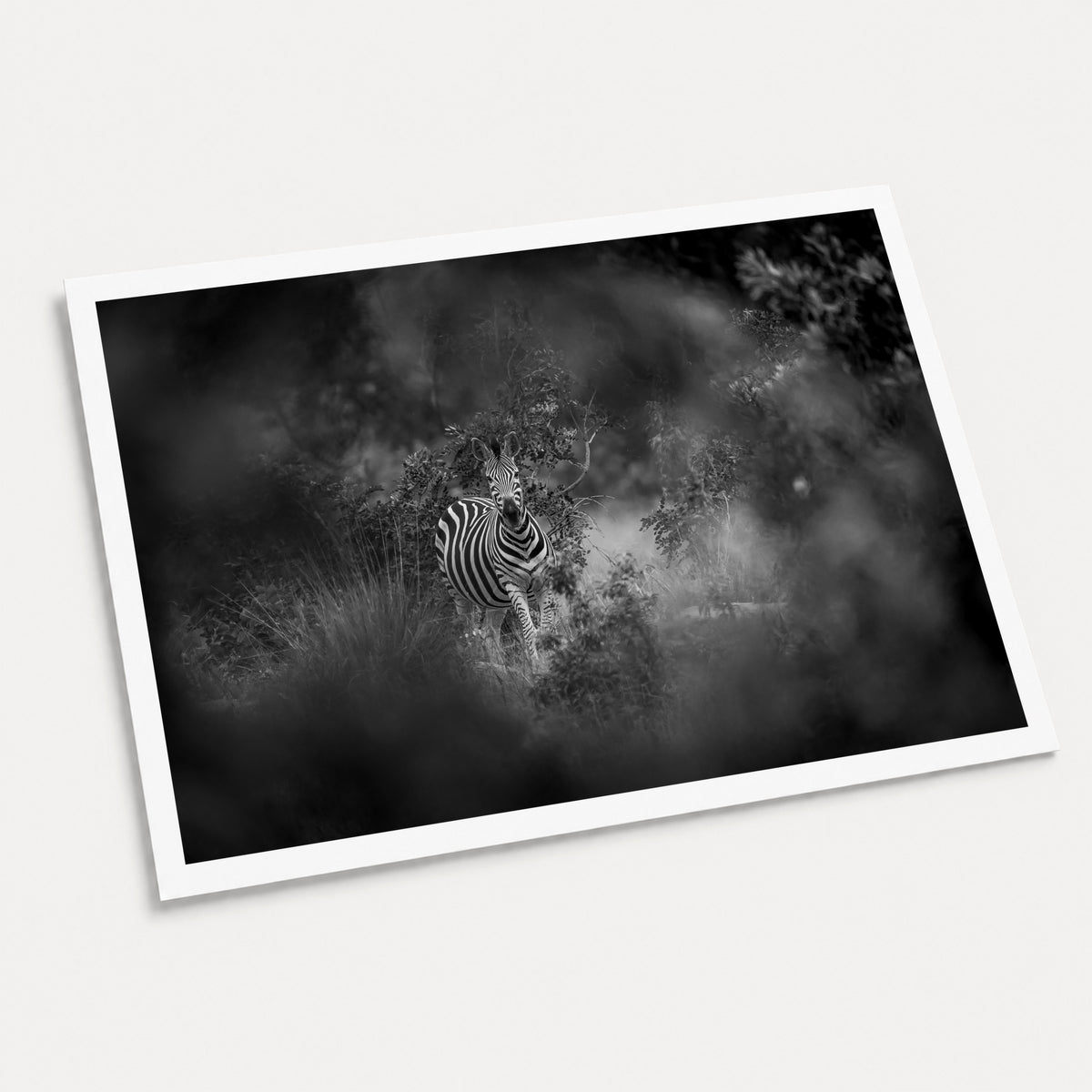 A black and white photographic art print of Zebra in the Mist, displayed at an angle on a light gray background.
