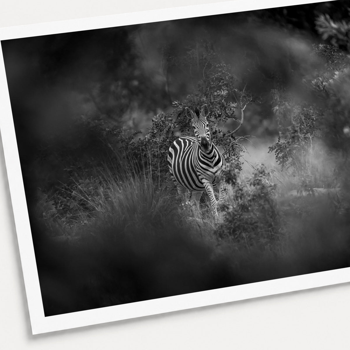 A black and white photographic print of Zebra in the Mist, shown with a white border and angled presentation on a light background.